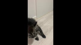 Котейка, после водных процедур