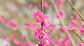Sea of blooming plum blossoms attract tourists in southeast China
