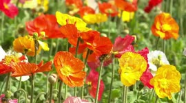 盈香百花盛会 留你在佛山过大年