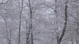Watch as 8 inches of snow falls in Pennsylvania as Polar Vortex hits North America