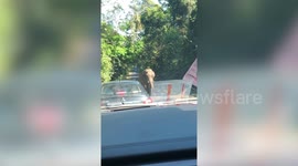 Elephant walks along road sniffing cars in search of food in Thailand