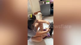 Adorable pet dog looks on with unbearably sad eyes while owner plays with another puppy