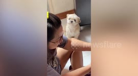 Adorable pet dog looks on with unbearably sad eyes while owner plays with another puppy
