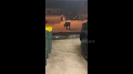 No Bullwinkle: Alaskan man shoveling driveway is surprised by moose