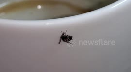 What's the bug?