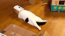 Cat comfortably hides in purrfect cardboard hat