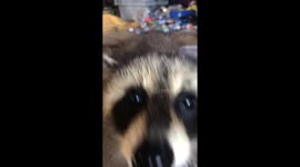 RACCOON EATING LOVES THE CAMERA