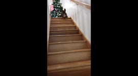 Toby the French bulldog skating