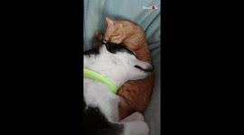 Adorable bonding between a cat and a dog