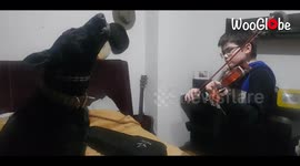 German shepherd eagerly howls along to tune of 10-year-old's violin