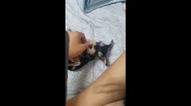 Playing with Baby Dodam