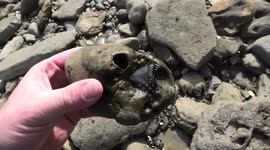 YouTuber finds fossilised great white shark tooth estimated to be over five million years old
