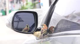 Tiny bird gets into vicious fight with own reflection in car wing mirror