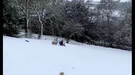 Friendly sheep pushes UK family on sledge down snow-covered hill