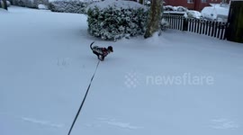 A puppy’s first time in the snow