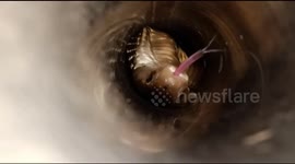 Deadly cobra found trapped inside steel pipe
