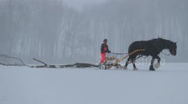 Beautiful video shows a Lincolnshire shire horse go logging despite Storm Darcy snow