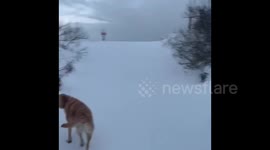 Cute Labrador Plays In The Snow At The beach As Storm Darcy Sweeps Across The UK