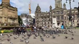 Attack of the pigeons