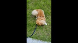 코로나로 인해 오랜만에 산책 나와 신난 강아지