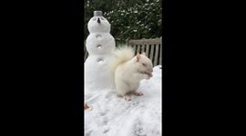 It's snow joke! Rare white albino squirrel eating with a friendly snowman in London garden