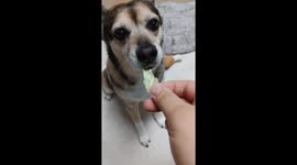 강아지 양상추 먹방 The dog eats lettuce.