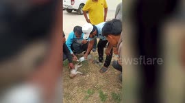 Electrocuted wild monkey springs into life after being saved with CPR