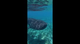 Close encounter with a whale shark in the Maldives!
