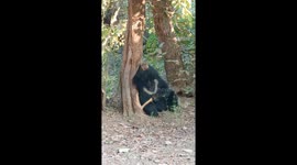 Sloth bear has most deeply satisfying scratch against tree in India
