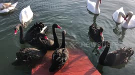 Black Swans Singing