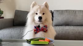 ASMR dinner with 'Boomer' the fluffy two-year-old Samoyed dog