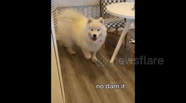 Hide and seeking treats with two-year-old fluffy Samoyed doggo