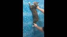 When trying to wash a cat