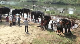 Elephants get together in Tamilnadu, Covid Negative elephants only were allowed in the rejuvenation camp.