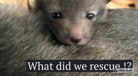 BABY FOX mistaken for Baby Puppy