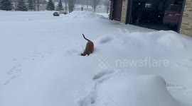 Watch as excited dog repeatedly plunges his head into deep, fresh snow in Minnesota