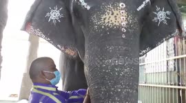 Elephants get coronavirus tests, too, at Indian temple