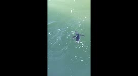 'That's amazing!' Fish leaps out of water in perilous attempt to avoid penguin's pursuit in Australia