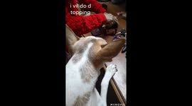 Doggy watching cake frosting