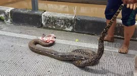 Residents capture 3-metre-long python in busy area of Central Jakarta