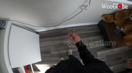 Trick Shot Artist Juggles Blueberry and Pencil
