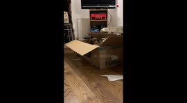 Cute little Doggy Jump Fail