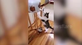Watch as this clever kitty figures out how to operate her owner’s water cooler to pour herself a drink.