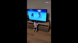 French bulldog gets super excited when watching his favourite dog show