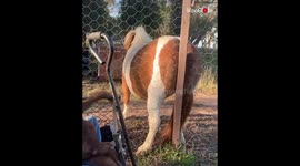 Adorable Pony Tries to Reach the Itchy Spot