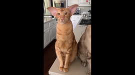 Cats Found Guilty of Playing in the Fireplace