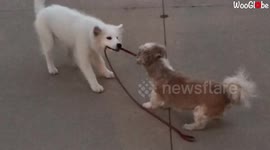 Puppy and old dog become friends