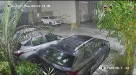 Lion strays into five-star hotel in middle of west Indian city