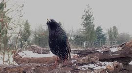 Wild starling in my garden mimics other birds and even talks