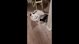 shorty fighting the beast!
